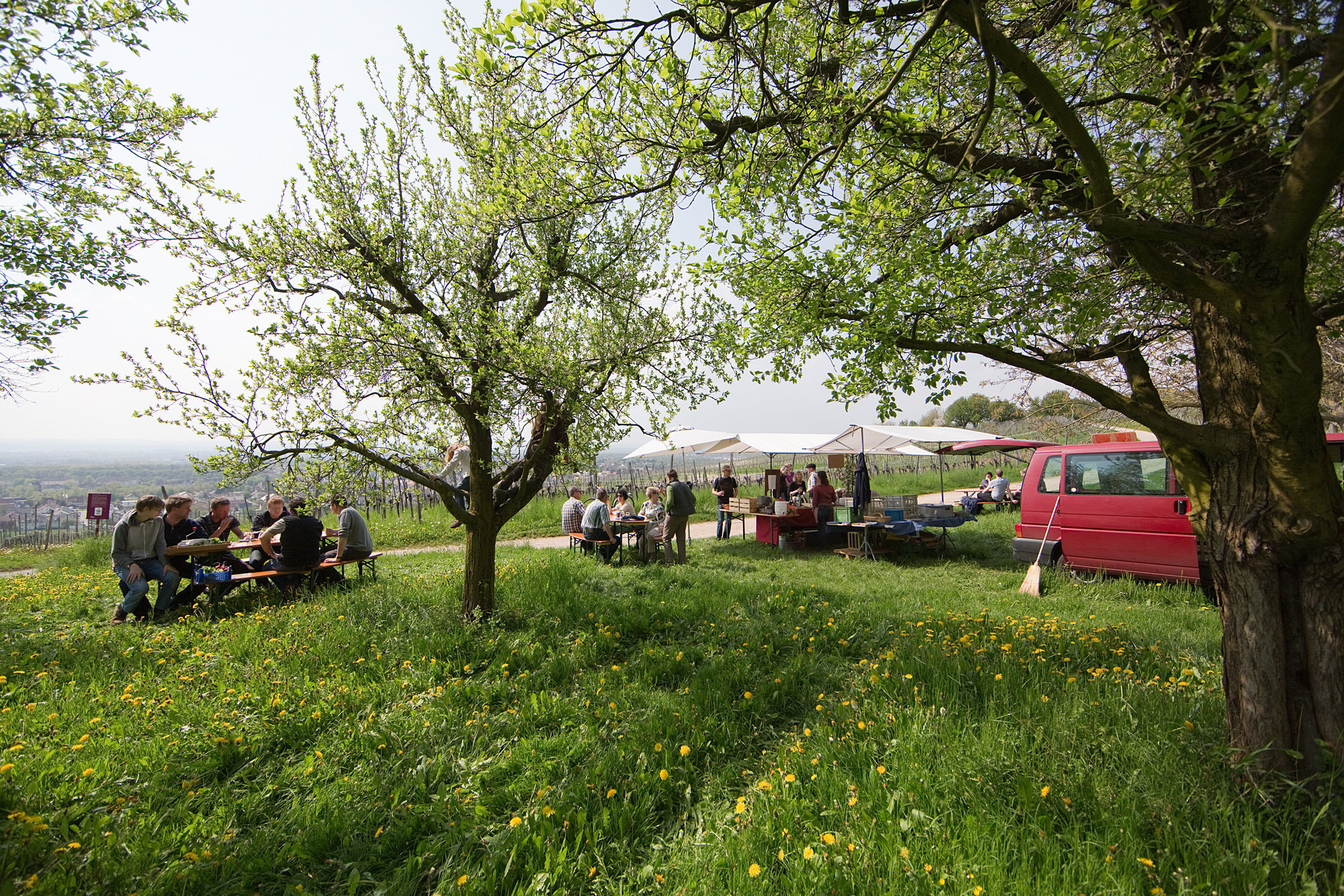 Rebensonntag in den Haltinger Reben