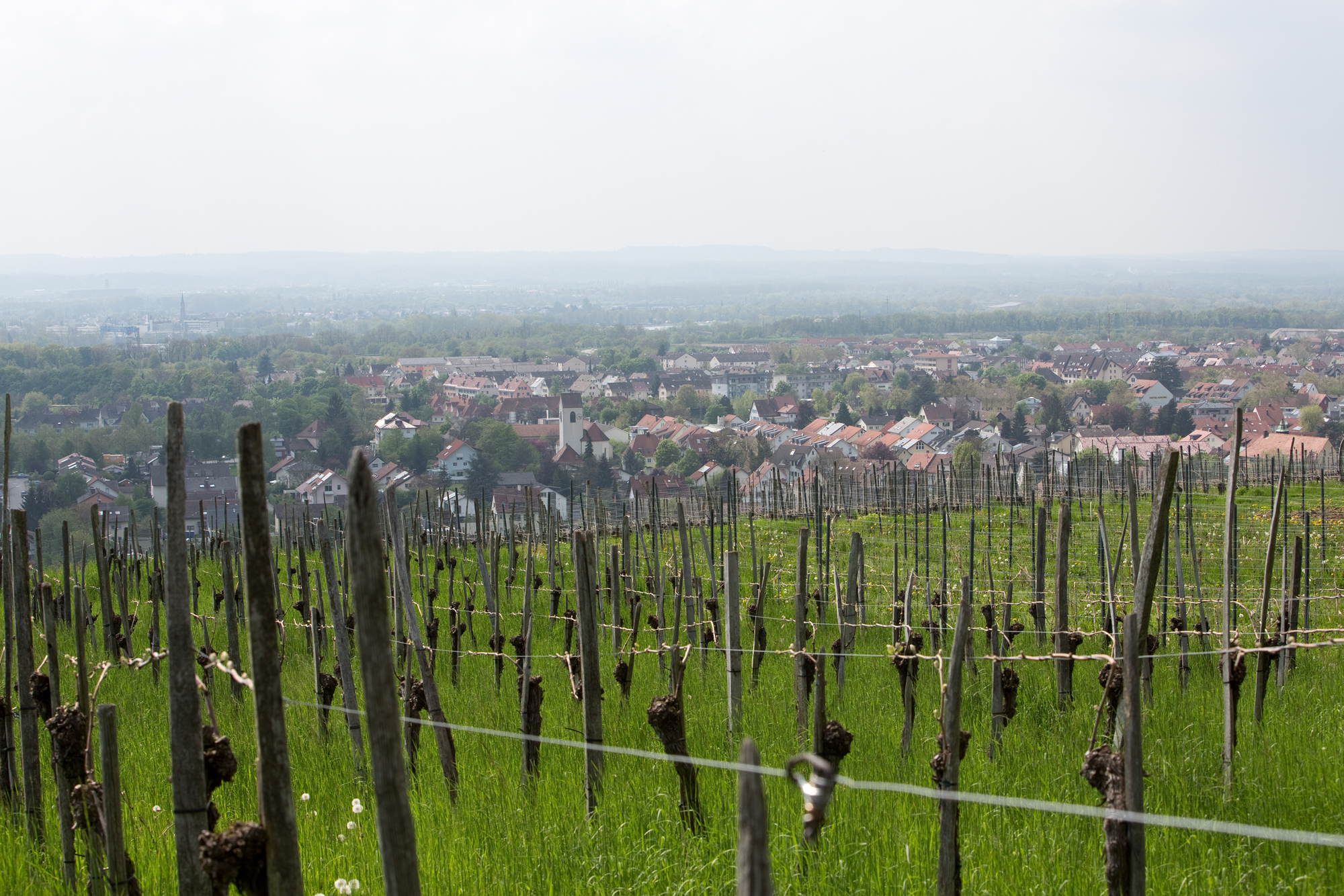 Haltingen