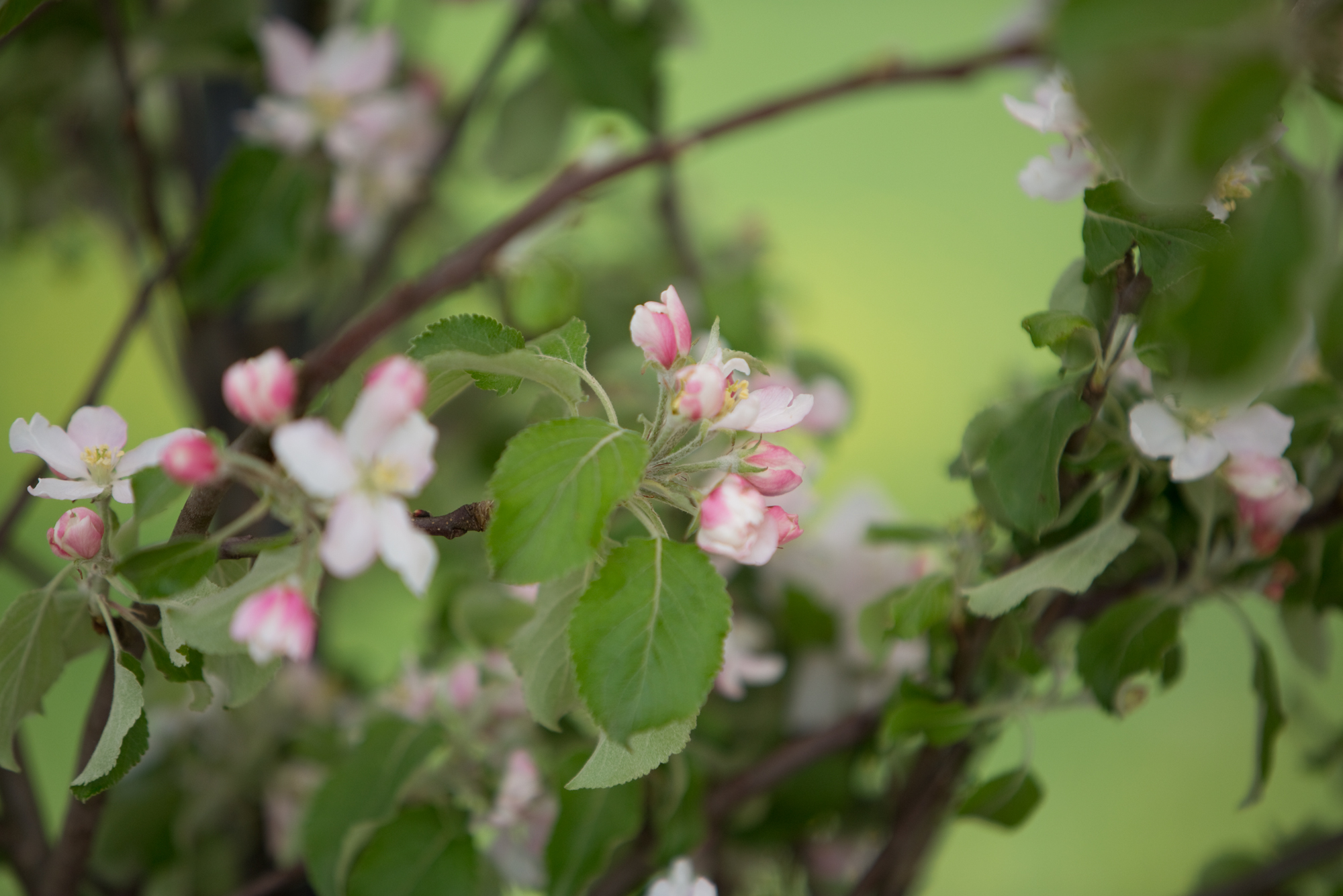 Frühling  Eebensonntag