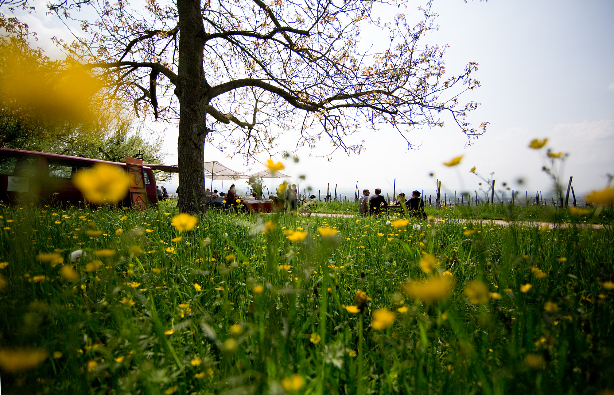 Rebensonntag in Haltingen