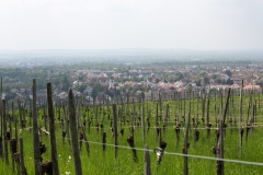 Rebensonntag in Haltingen