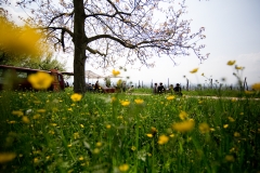Rebensonntag in Haltingen